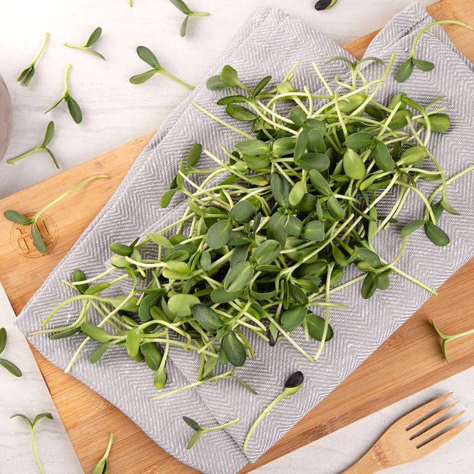 Microgreens de Girasol | YEMA