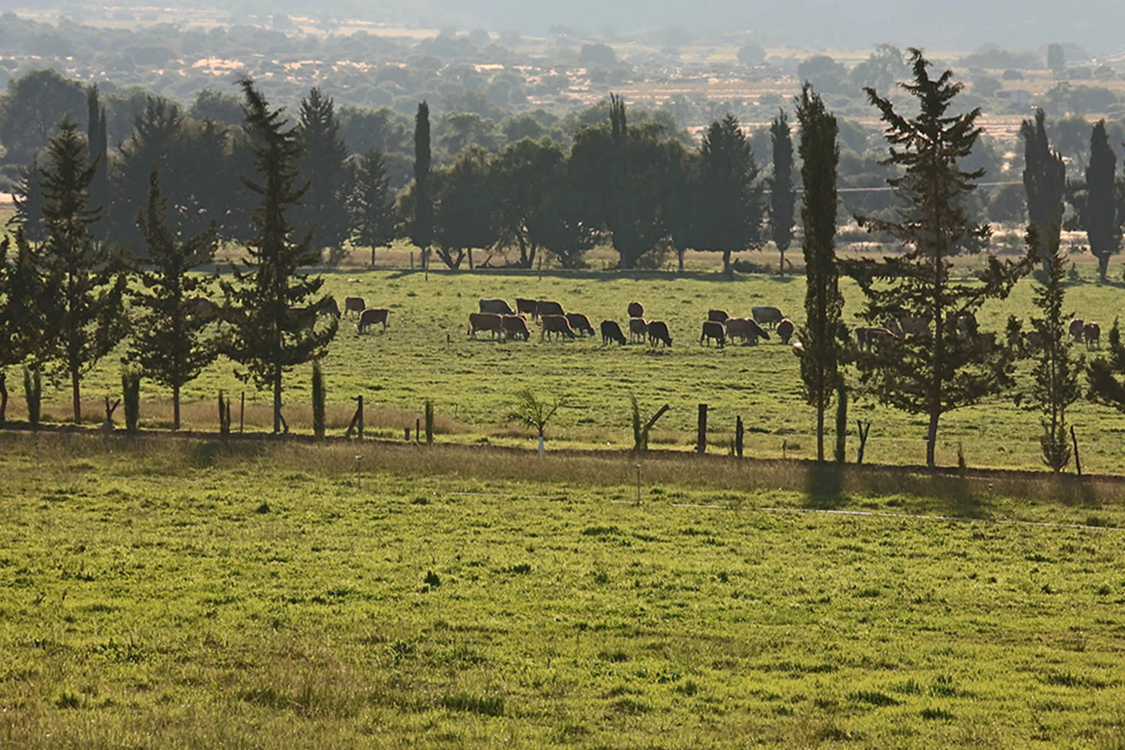 Rancho Flor de Alfalfa en Querétaro. Vacas de libre pastoreo, sin hormonas ni antibióticos.